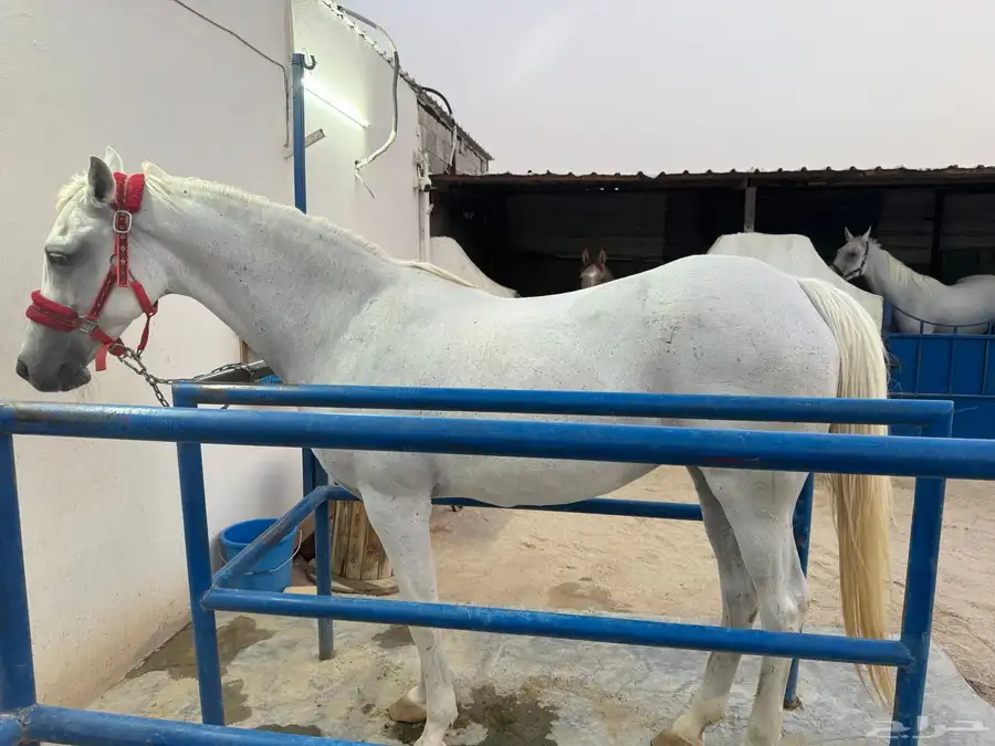 فرس شعبية صفراء 2