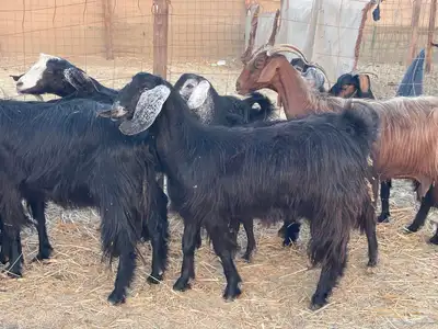 11 معزا عوارض دفيع مقنوي طيب ماشاءالله تم البيع 1