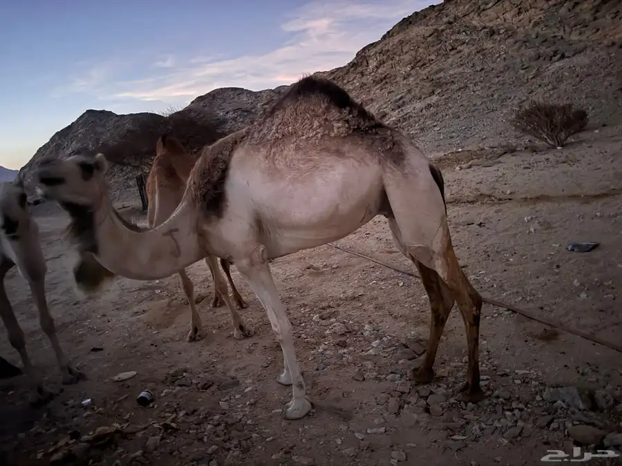 ناقه حايل 1