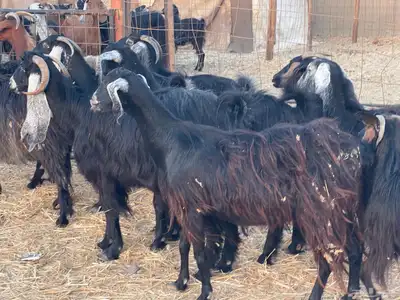 11 معزا عوارض دفيع مقنوي طيب ماشاءالله تم البيع 2