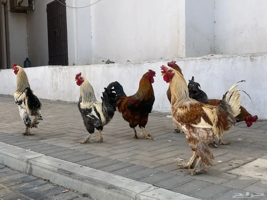 للبيع ديوك مهجن براهم 2