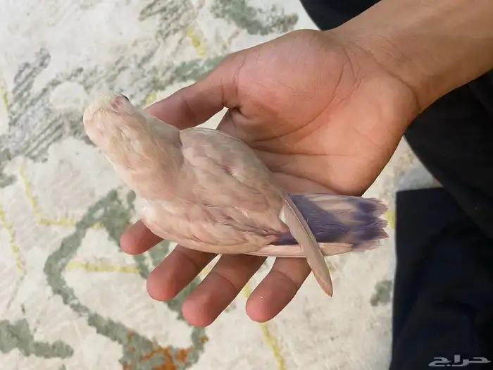 روز اليف بلون وردي جميل 0