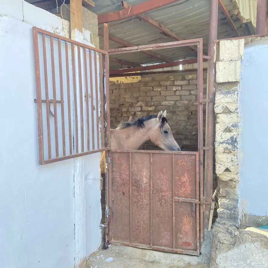 مربط خيل 3