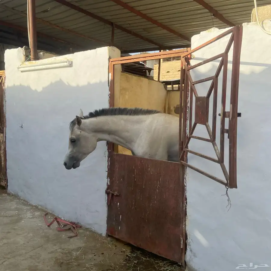 مربط خيل 5