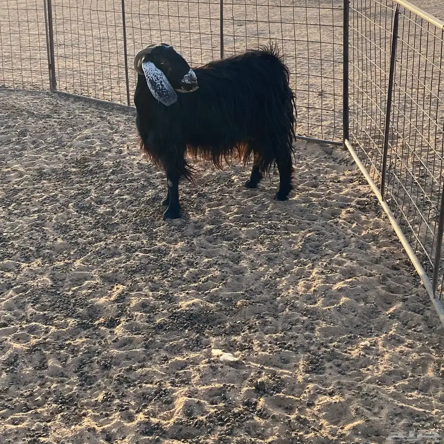 للبيع عنز 4