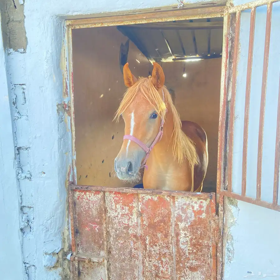 مربط خيل 4