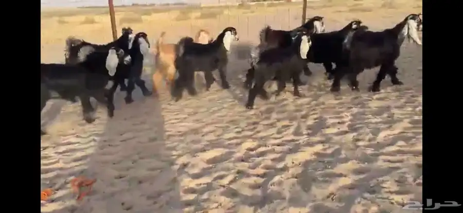 للبيع 9 جفار عوارض بفحلها صنف 19
