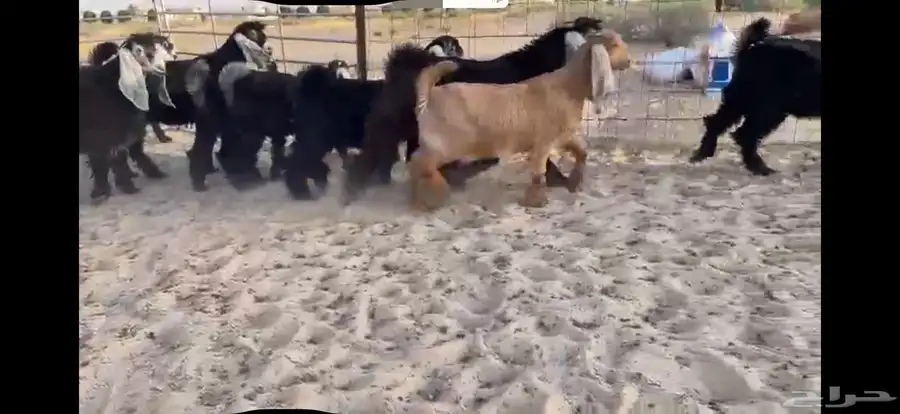 للبيع 9 جفار عوارض بفحلها صنف 3