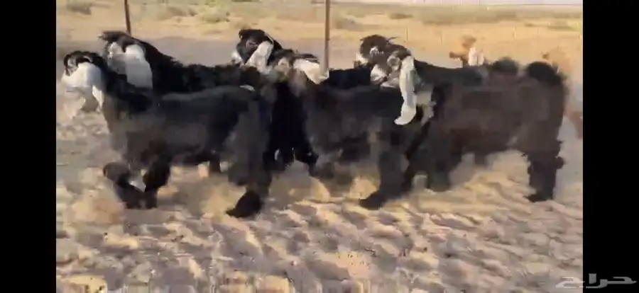 للبيع 9 جفار عوارض بفحلها صنف 1