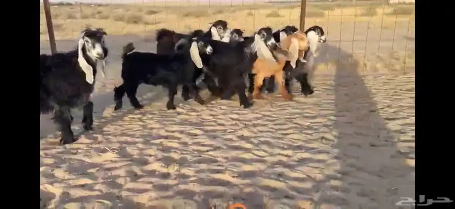 للبيع 9 جفار عوارض بفحلها صنف 8