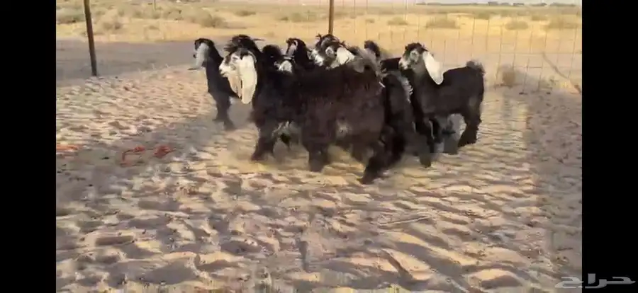 للبيع 9 جفار عوارض بفحلها صنف 9