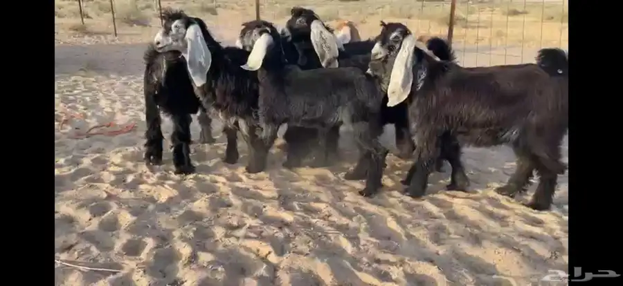 للبيع 9 جفار عوارض بفحلها صنف 0