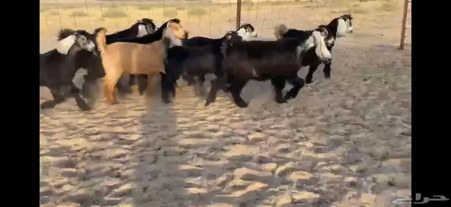 للبيع 9 جفار عوارض بفحلها صنف 5