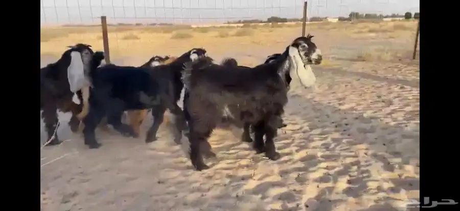للبيع 9 جفار عوارض بفحلها صنف 11