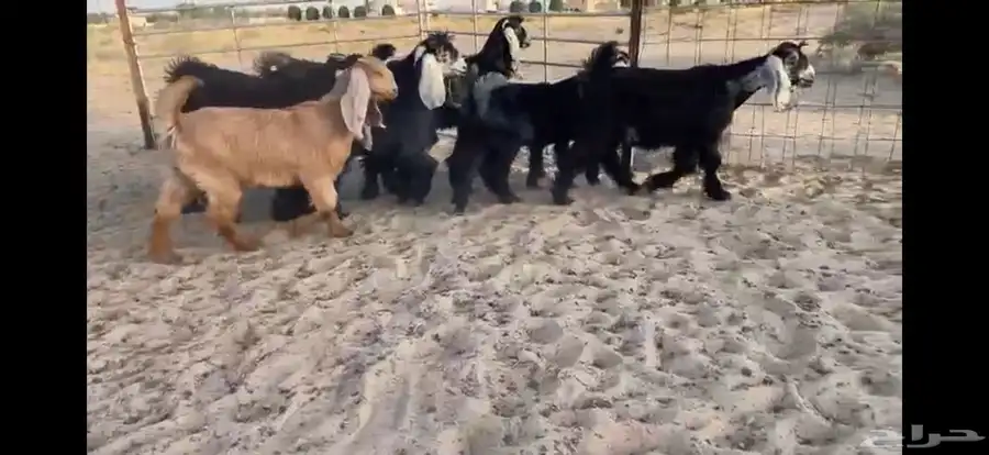 للبيع 9 جفار عوارض بفحلها صنف 6