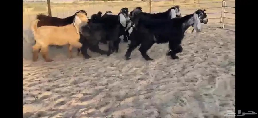 للبيع 9 جفار عوارض بفحلها صنف 4