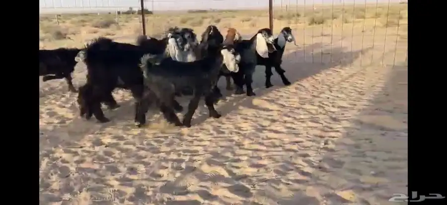 للبيع 9 جفار عوارض بفحلها صنف 15