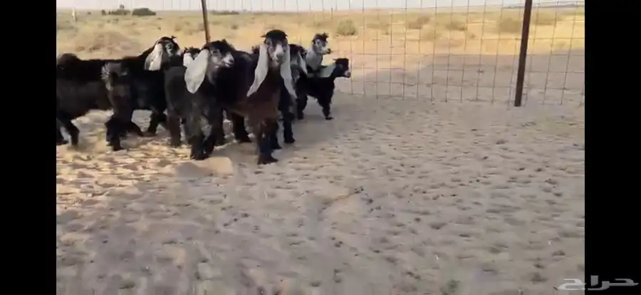 للبيع 9 جفار عوارض بفحلها صنف 14