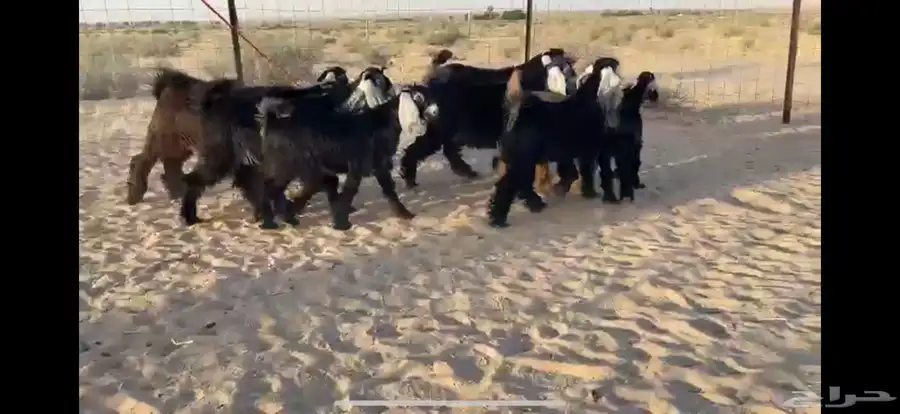 للبيع 9 جفار عوارض بفحلها صنف 16