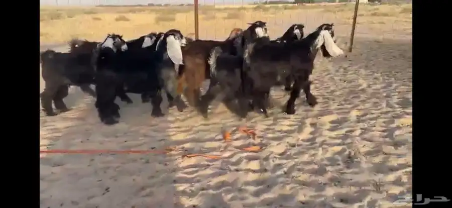 للبيع 9 جفار عوارض بفحلها صنف 13