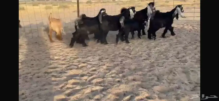 للبيع 9 جفار عوارض بفحلها صنف 1