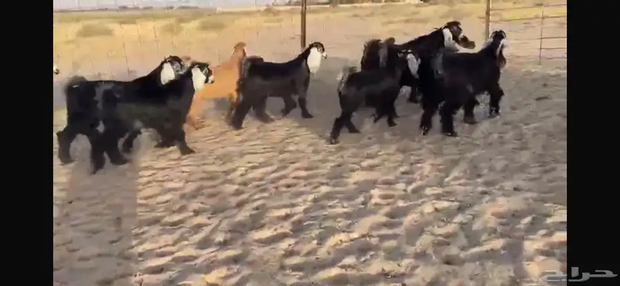 للبيع 9 جفار عوارض بفحلها صنف 16