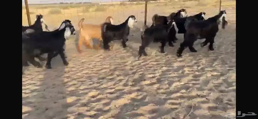 للبيع 9 جفار عوارض بفحلها صنف 2