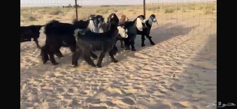 للبيع 9 جفار عوارض بفحلها صنف 4