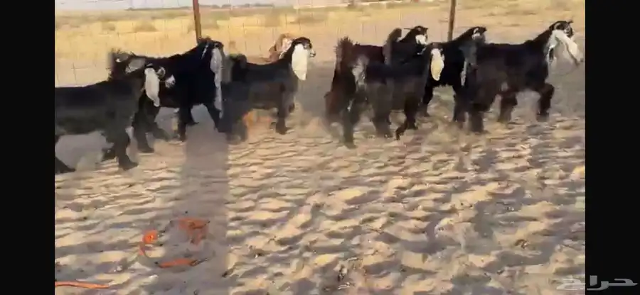 للبيع 9 جفار عوارض بفحلها صنف 17