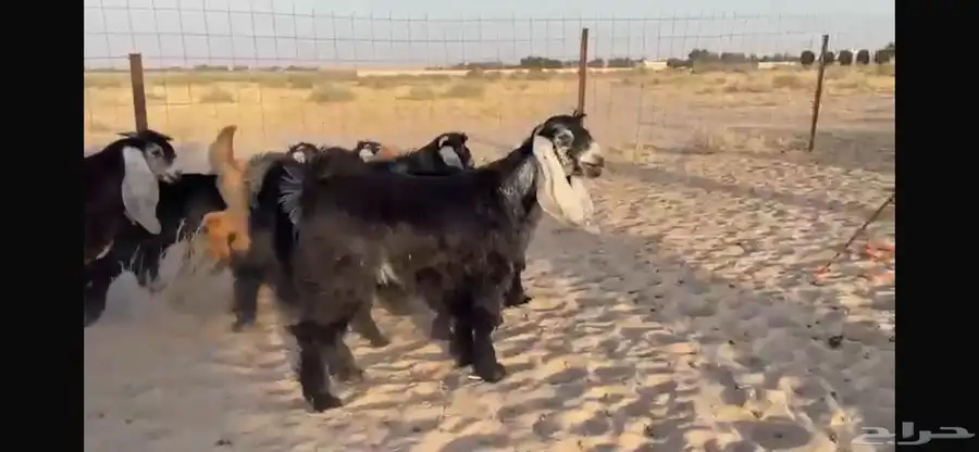 للبيع 9 جفار عوارض بفحلها صنف 3