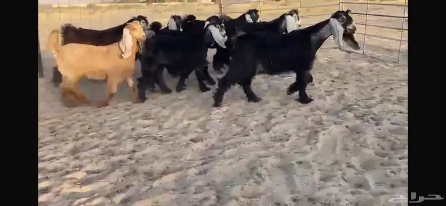 للبيع 9 جفار عوارض بفحلها صنف 7