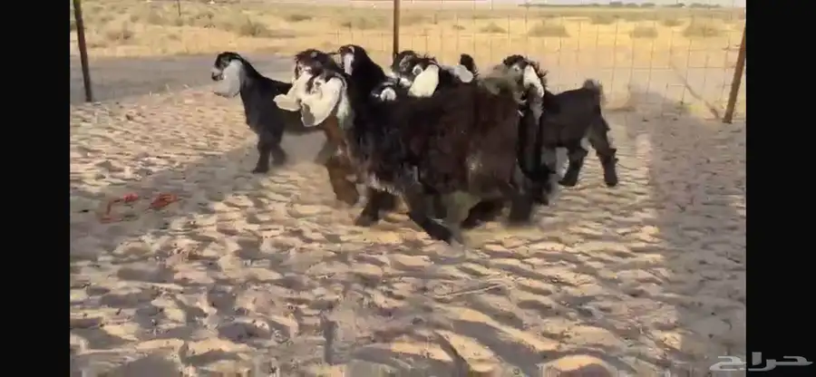 للبيع 9 جفار عوارض بفحلها صنف 12