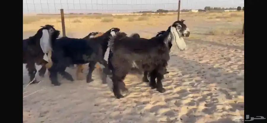 للبيع 9 جفار عوارض بفحلها صنف 19