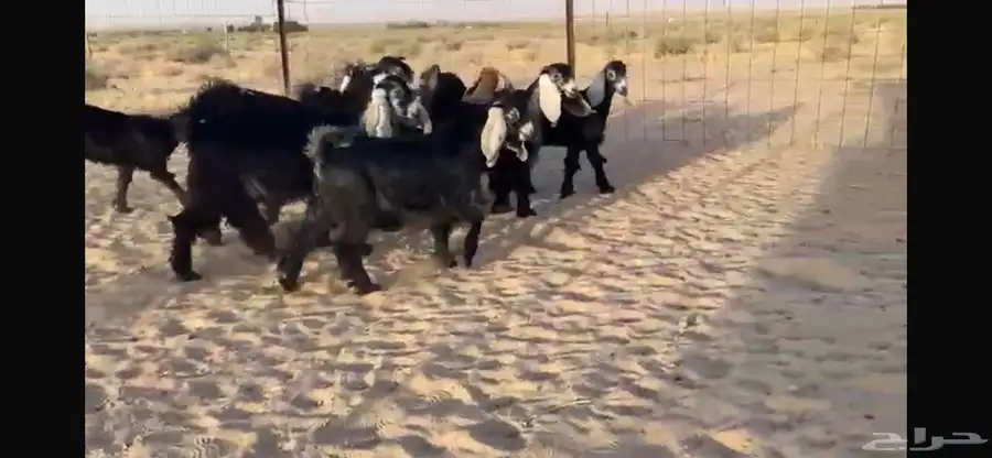 للبيع 9 جفار عوارض بفحلها صنف 21