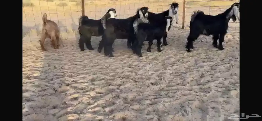 للبيع 9 جفار عوارض بفحلها صنف 0