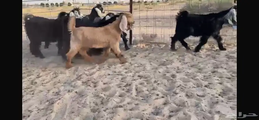 للبيع 9 جفار عوارض بفحلها صنف 5