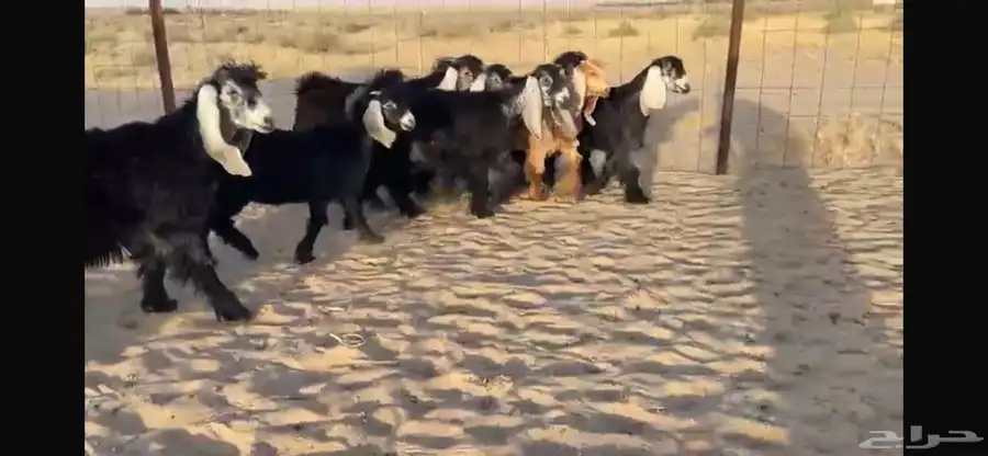 للبيع 9 جفار عوارض بفحلها صنف 10