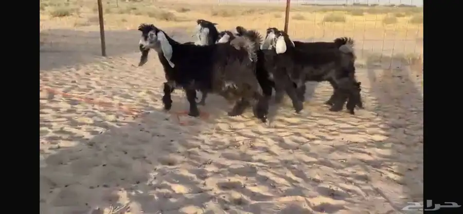 للبيع 9 جفار عوارض بفحلها صنف 11