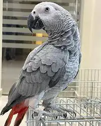 ببغاء كاسكو مفقود 0