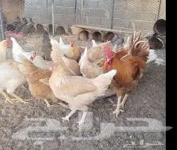 دجاج تركى والديك احمر سلالة طيبة وصحة 0