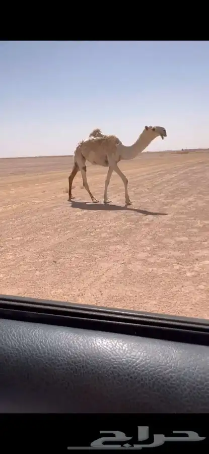 للبيع بكره حقه باتليه كفووو 0