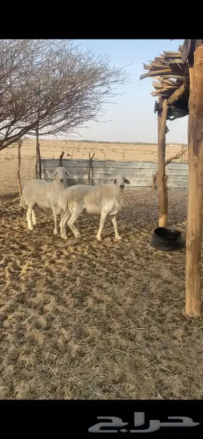 طليان فحول 0