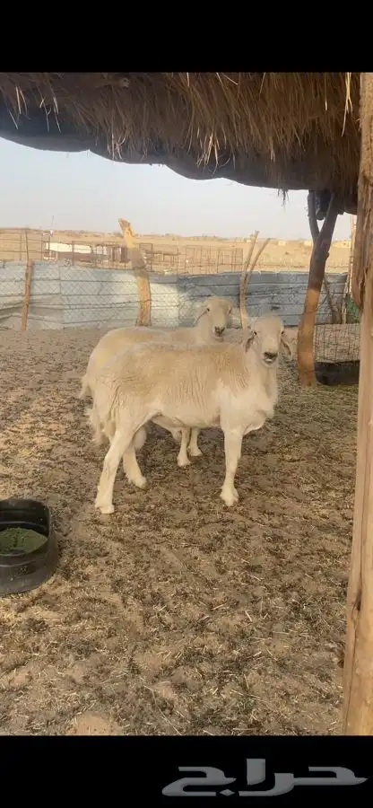 طليان فحول 1