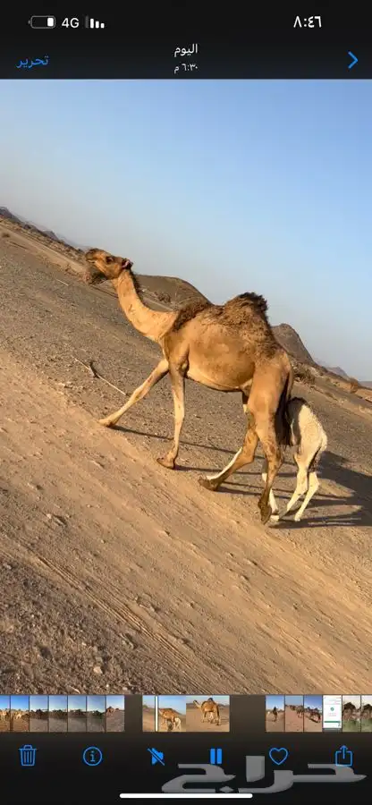 تم البيع الله يبارك الشاري 1