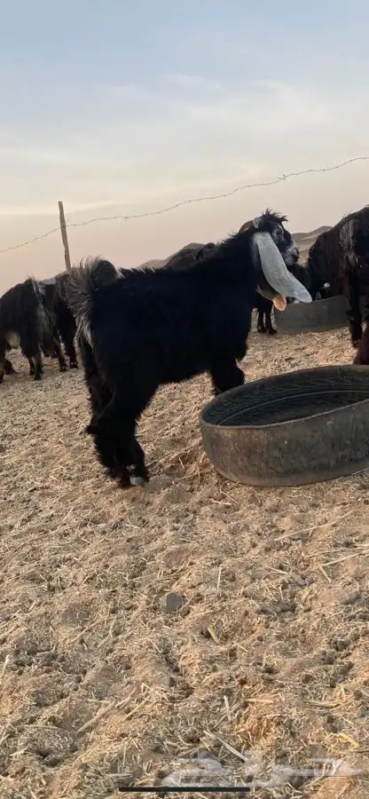 تيس مشروع فحل 1