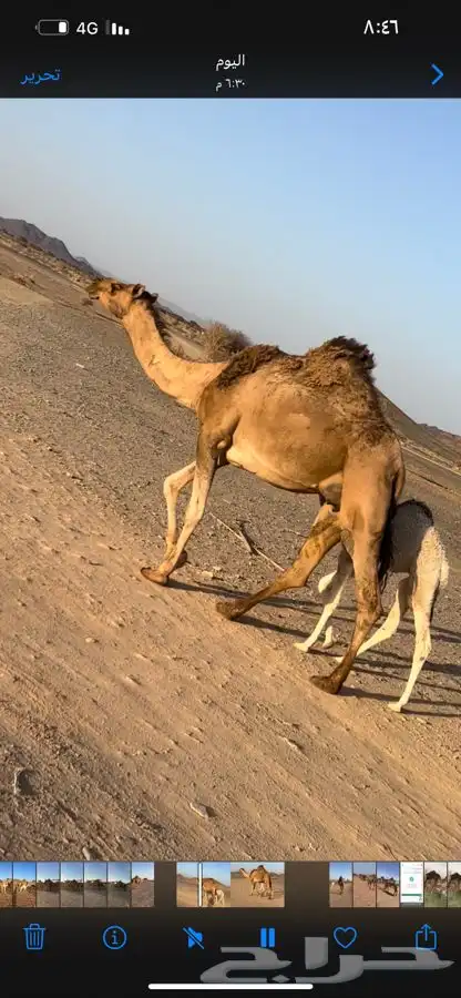 تم البيع الله يبارك الشاري 0