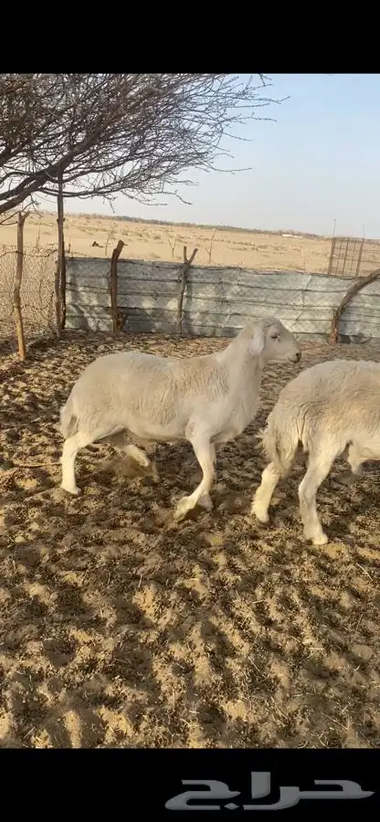 طليان فحول 2