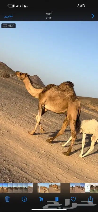 تم البيع الله يبارك الشاري 2