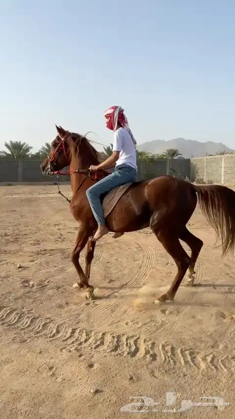 خيل 1