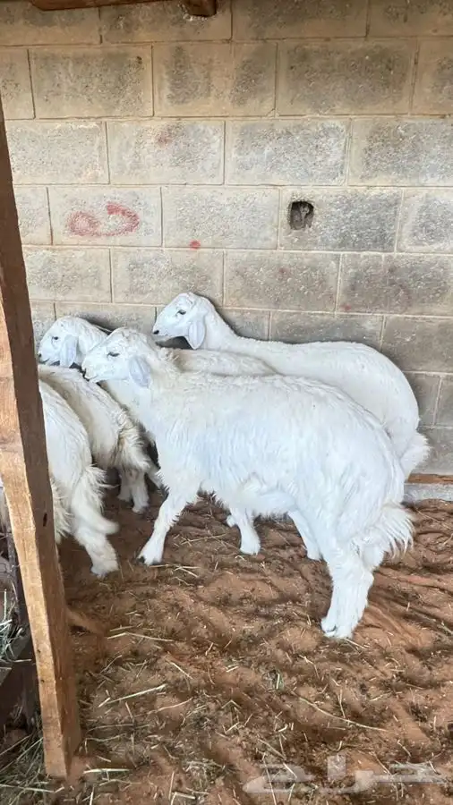 ابو عبدالله لبيع الذبايح 1
